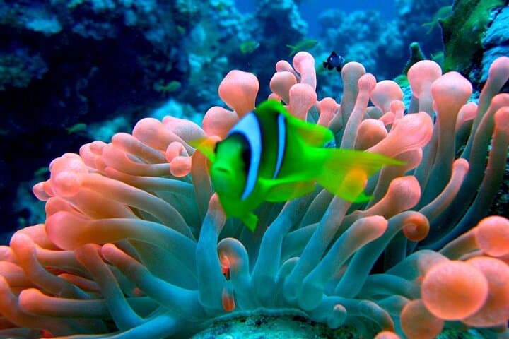 Day Yacht: Snorkel Ras Mohamed & White Island from Sharm El Sheikh photo 3