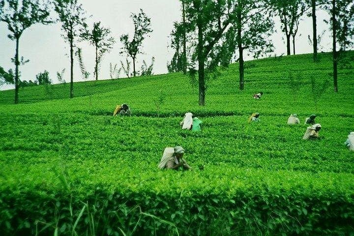 Private Nuwara Eliya Day Tour from Kandy — Tea Country, Ramboda Falls & Gregory Lake photo 1