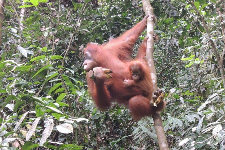 Bukit Lawang Orangutan Trek: 3-Day Medan to Jungle Escape photo 6