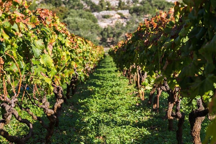 Private Ston & Peljesac Peninsula Wine Tasting Day Trip from Dubrovnik photo 3