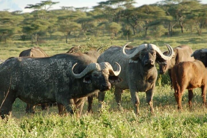3-Day Serengeti and Ngorongoro Budget Safari: Wild Wonders on a Practical Timeline photo 6