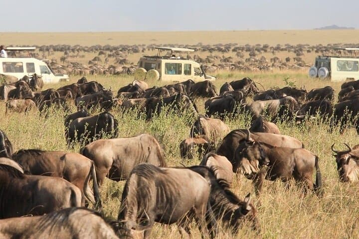 2-Day Budget Safari: Tarangire & Ngorongoro Crater Wildlife Experience photo 4