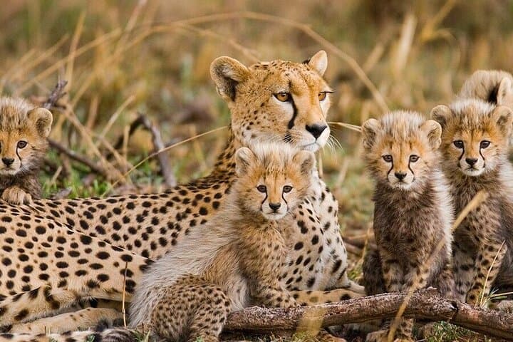 2-Day Budget Safari: Tarangire & Ngorongoro Crater Wildlife Experience photo 5