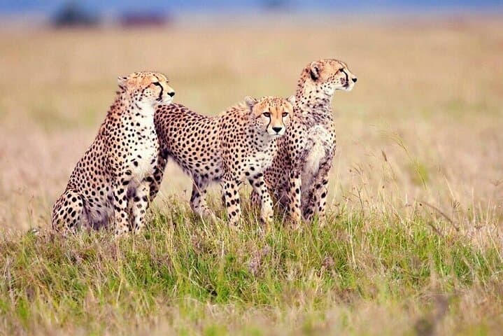 2-Day Budget Safari: Tarangire & Ngorongoro Crater Wildlife Experience photo 6