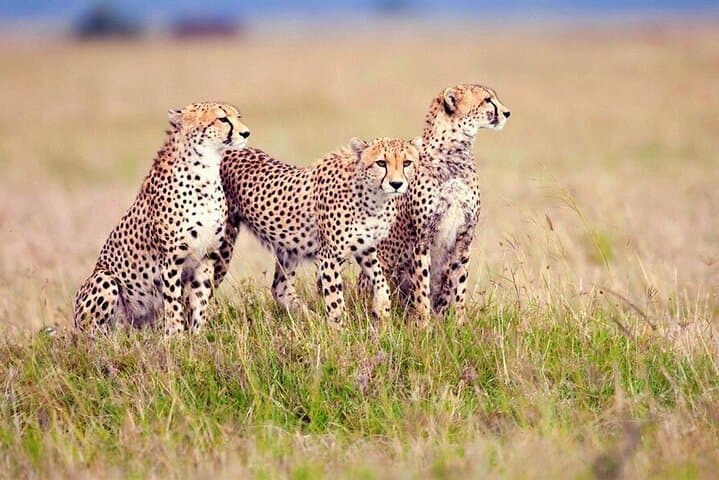 3-Day Serengeti and Ngorongoro Budget Safari: Wild Wonders on a Practical Timeline photo 3