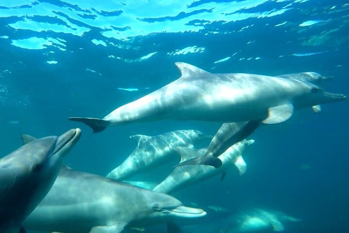 Rockingham Swim with Wild Dolphins Day Tour from Perth