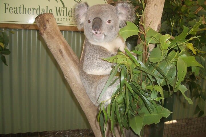 Private Blue Mountains Day Tour from Sydney — Wildlife Park & River Cruise photo 3