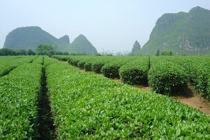 Yao Mountain Chairlift and Guilin Tea Plantation Private Tour photo 6