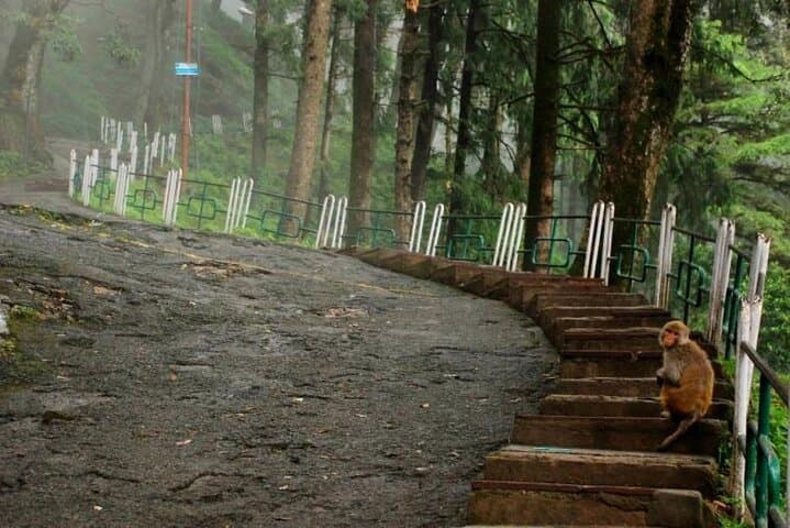 Shimla & Kufri Private Day Tour: Jakhu Temple, Viceregal Lodge & Himalayan Views photo 6