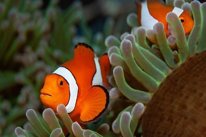 Red Sea Snorkel: Day Trip from Marsa Alam to Port Ghalib