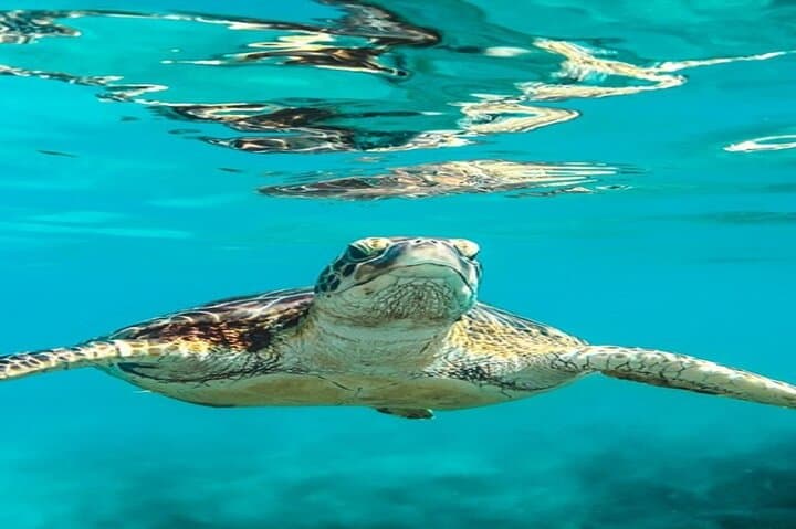 Red Sea Snorkel: Day Trip from Marsa Alam to Port Ghalib photo 3