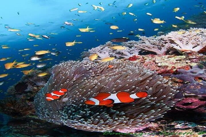 Red Sea Snorkel: Day Trip from Marsa Alam to Port Ghalib photo 4