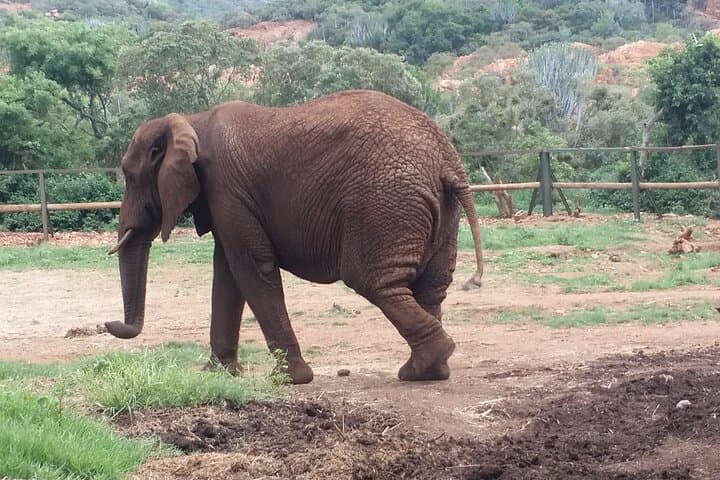 Enlightening Elephants and Monkeys Sanctuary Day Tour from Johannesburg photo 1