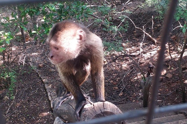 Enlightening Elephants and Monkeys Sanctuary Day Tour from Johannesburg photo 2
