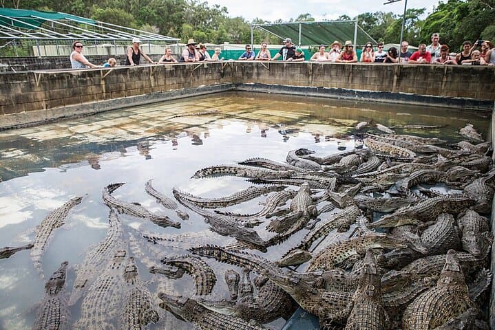 Hartley's Crocodile Adventures: Cairns Day Trip to See Crocs, Cassowaries & Wetland Life photo 6