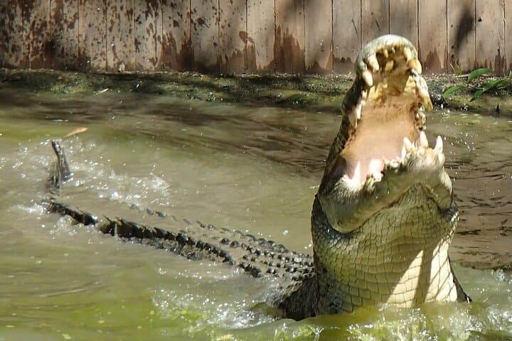 Hartley's Crocodile Adventures Day Trip from Palm Cove — Crocs, Cassowaries & Rainforest Boardwalks photo 6