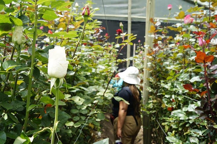 Highland Cooking & Roses: Private Day Trip from Quito to Otavalo photo 6