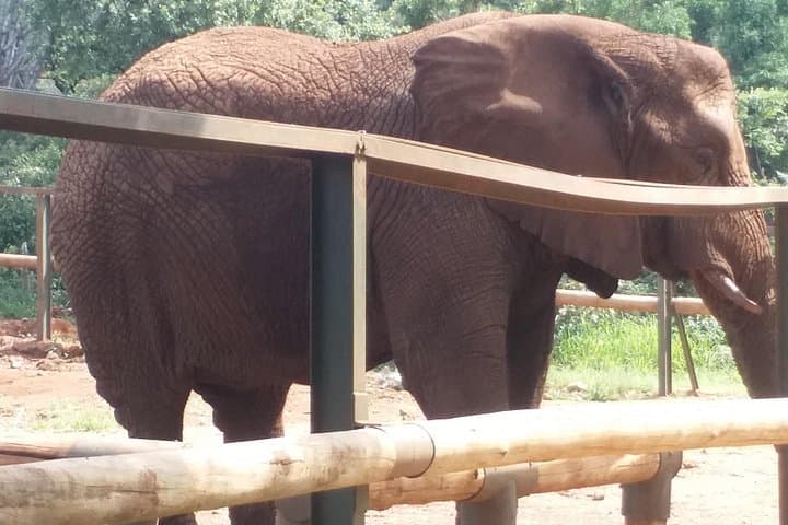 Enlightening Elephants and Monkeys Sanctuary Day Tour from Johannesburg photo 3