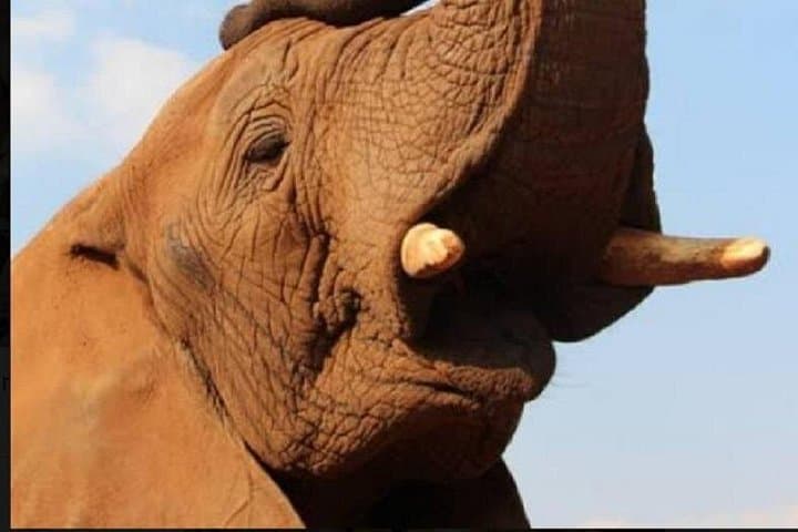 Enlightening Elephants and Monkeys Sanctuary Day Tour from Johannesburg photo 4