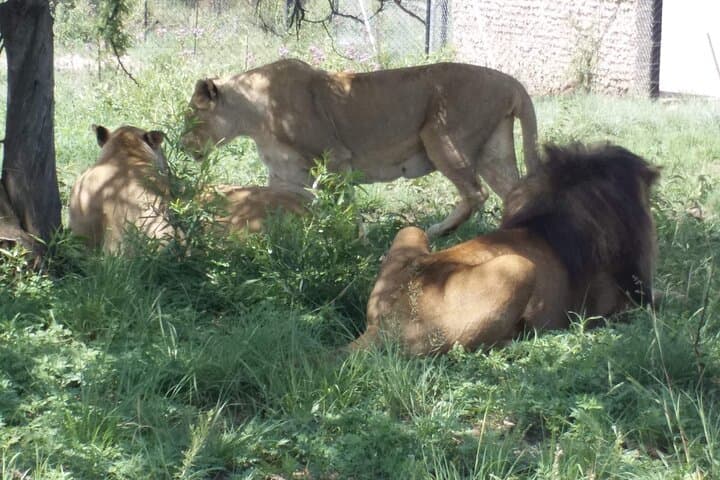 Half-Day Lion Park Safari: White Lions & Predators Near Johannesburg photo 4