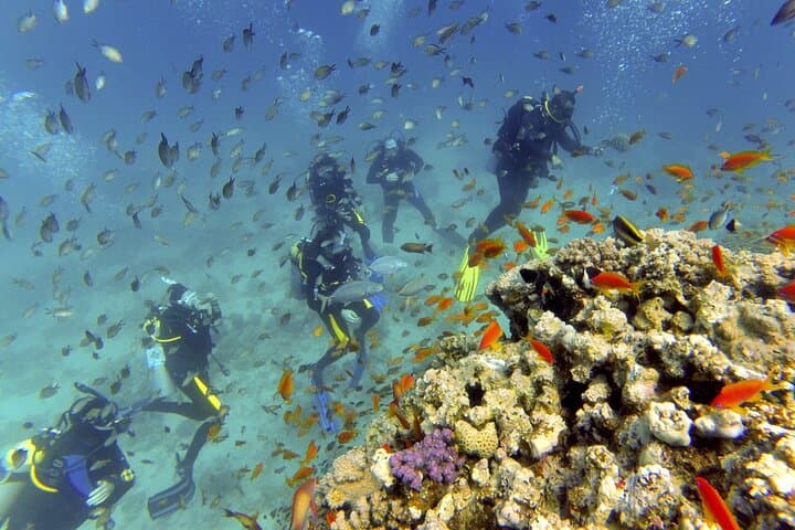 Hurghada Red Sea Diving: Beginner-to-Advanced Day Trip with Two Dives photo 6