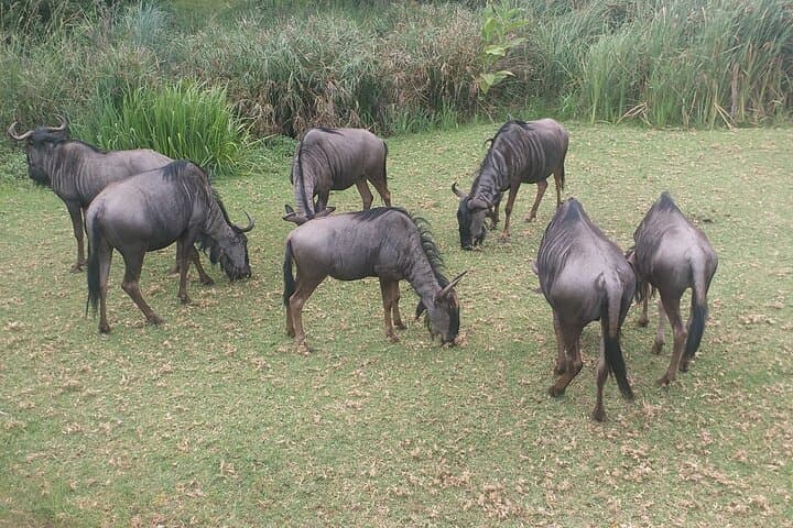 Half-Day Lion Park Safari: White Lions & Predators Near Johannesburg photo 3