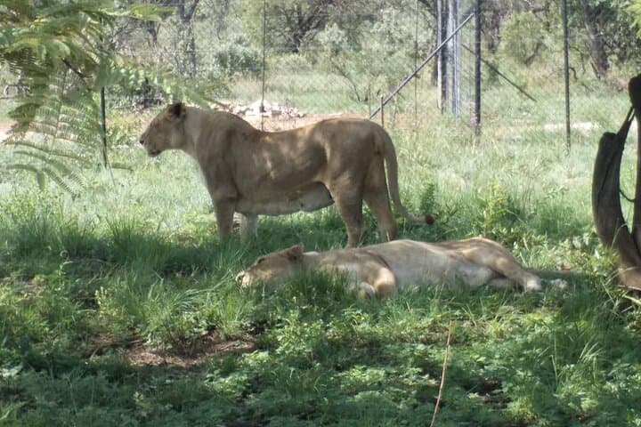 Half-Day Lion Park Safari: White Lions & Predators Near Johannesburg photo 6
