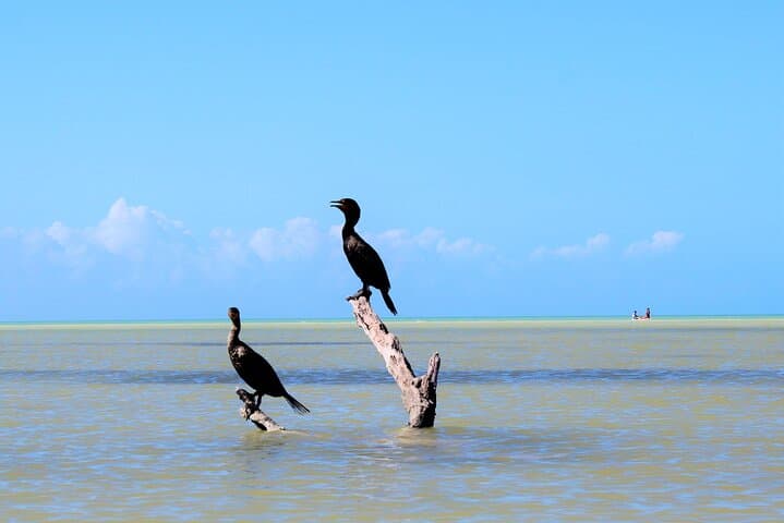 Holbox Mangrove Kayak Tour — Shared Guided Wildlife Paddling photo 6