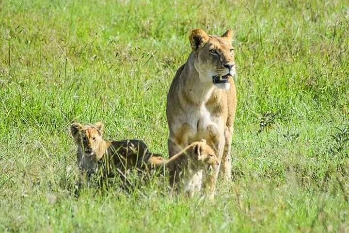 Two-Day Masai Mara Safari: Big Five, Wildebeest Migration & Optional Balloon Ride