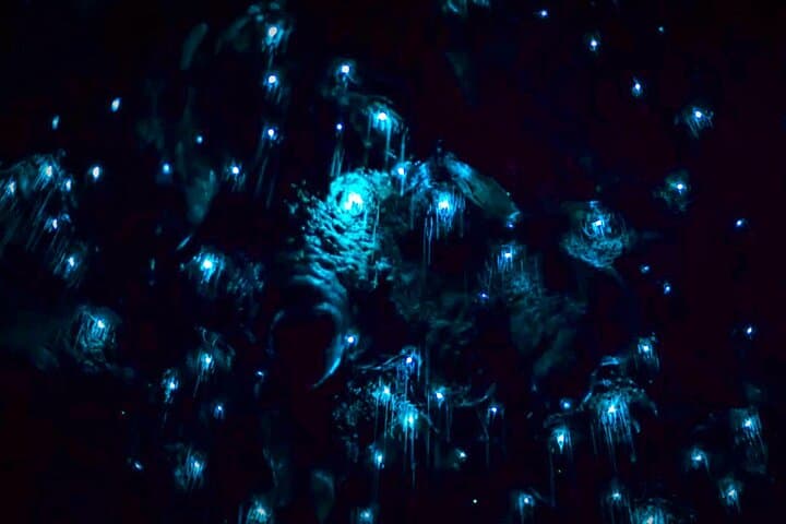 Blue Mountains Glow Worm Night Hike to Cave & Waterfall photo 5