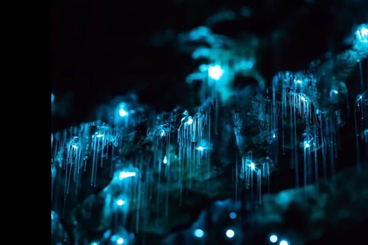 Blue Mountains Glow Worm Night Hike to Cave & Waterfall photo 2