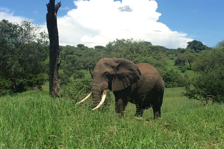 3-Day Northern Tanzania Safari: Lake Manyara, Ngorongoro & Tarangire photo 5