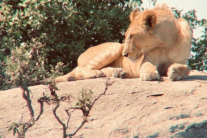 3-Day Northern Tanzania Safari: Lake Manyara, Ngorongoro & Tarangire photo 6