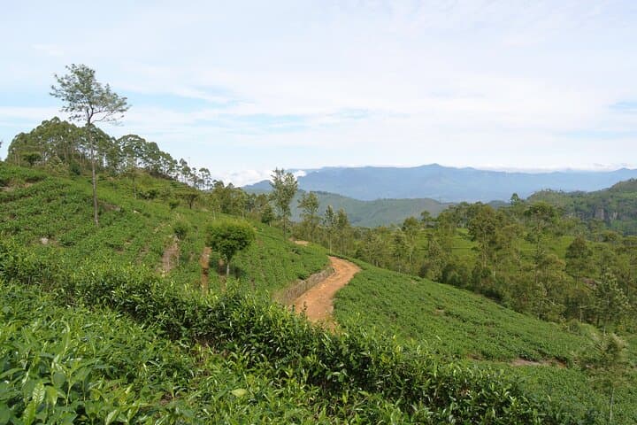 Haputale Tea Estate Walk from Ella — Lipton’s Seat & Dambethenna Trail photo 2