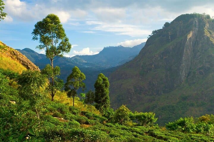 Haputale Tea Estate Walk from Ella — Lipton’s Seat & Dambethenna Trail photo 3