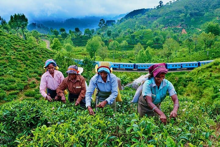Haputale Tea Estate Walk from Ella — Lipton’s Seat & Dambethenna Trail photo 4
