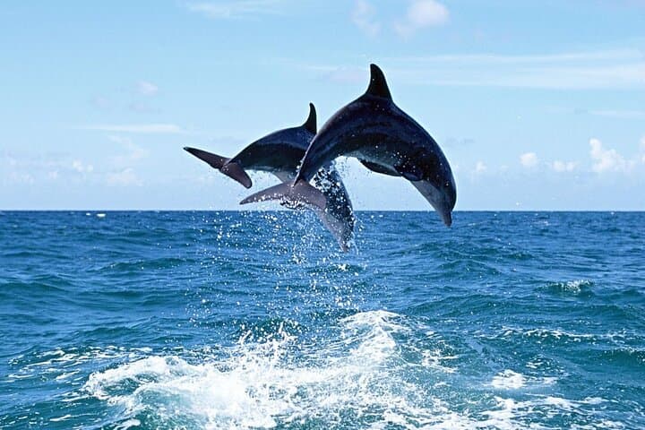 Dolphin Island Gulet Cruise from Side — Swim, Snorkel & Lunch on the Mediterranean photo 2