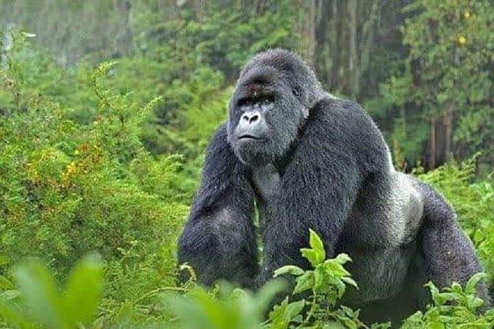 Two-Day Volcanoes National Park: Gorilla Trekking & Golden Monkey Experience photo 2