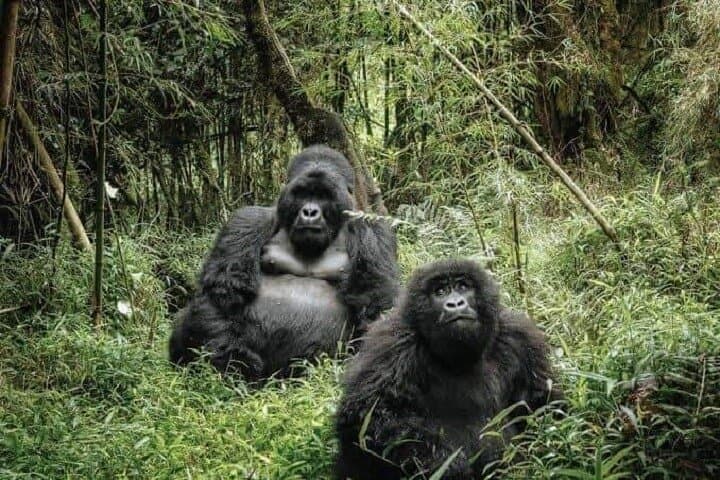 Two-Day Volcanoes National Park: Gorilla Trekking & Golden Monkey Experience photo 3