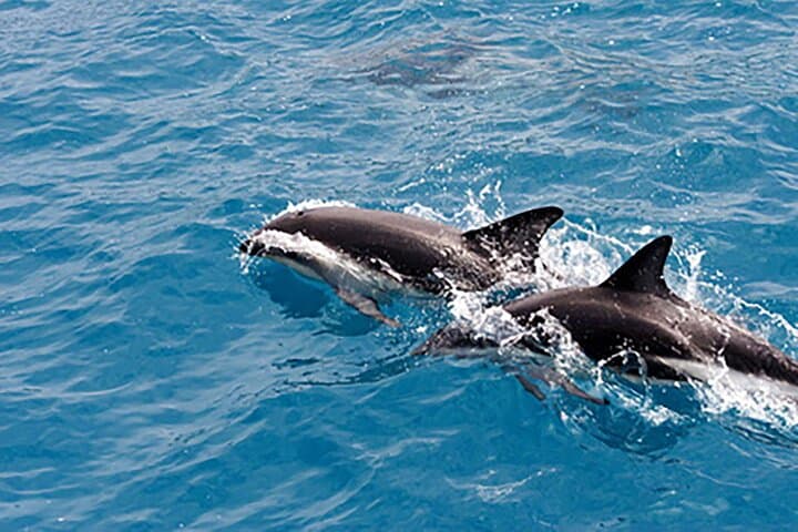 Guaranteed Dolphin Watching Cruise in Clearwater photo 2