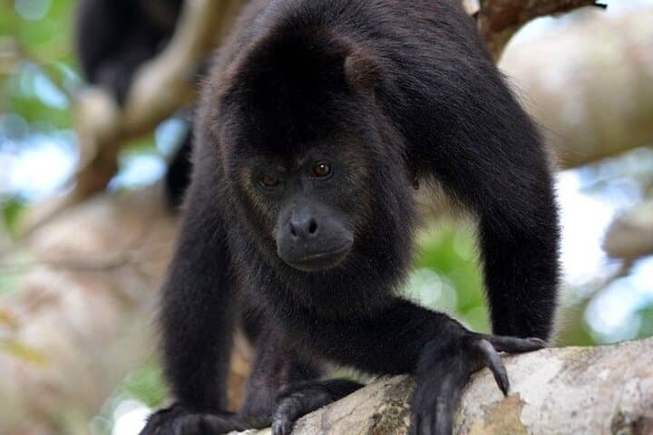Monkey River Wildlife Cruise from Placencia: Howler Monkeys, Manatees & Local Life photo 2