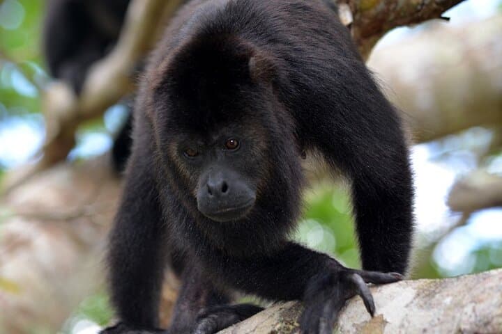 Monkey River Wildlife Cruise from Placencia: Howler Monkeys, Manatees & Local Life photo 3