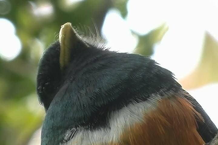 Monteverde Cloud Forest Tour: Guided Wildlife Walk to See Quetzals photo 4