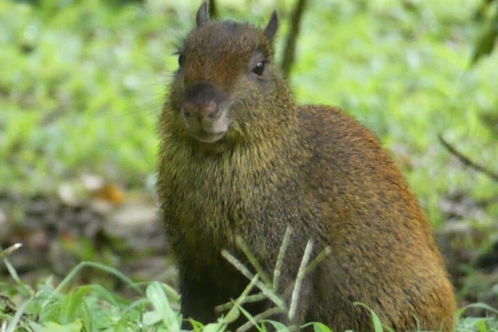 Monteverde Cloud Forest Tour: Guided Wildlife Walk to See Quetzals photo 5