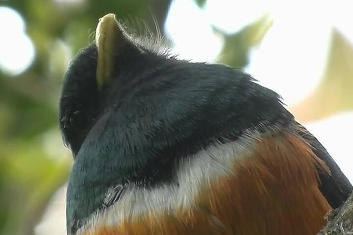 Curicancha Bird-Watching Tour in Monteverde — Spot the Resplendent Quetzal photo 4