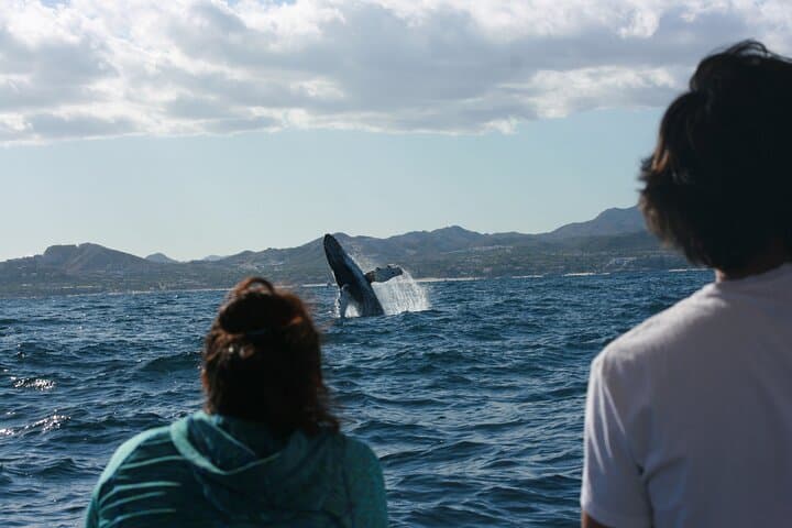 San Jose del Cabo Whale Watching Group Tour — Best Seasons & What to Expect photo 1