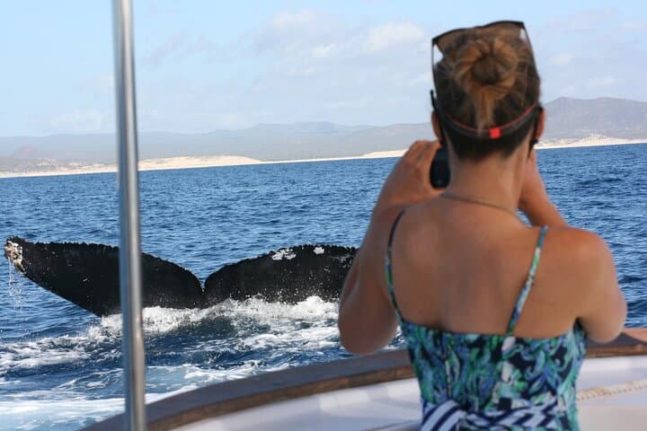 San Jose del Cabo Whale Watching Group Tour — Best Seasons & What to Expect photo 2