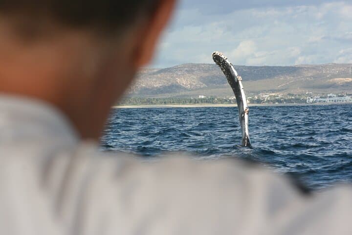 San Jose del Cabo Whale Watching Group Tour — Best Seasons & What to Expect photo 3