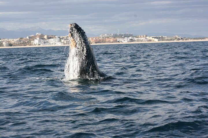 San Jose del Cabo Whale Watching Group Tour — Best Seasons & What to Expect photo 4