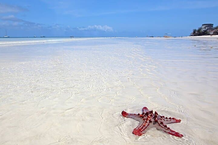 Nungwi Turtle Sanctuary and Kendwa Beach Day Trip from Stone Town photo 2
